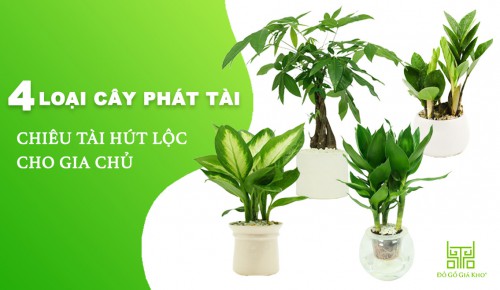 4 LOẠI CÂY PHÁT TÀI - CHIÊU TÀI HÚT LỘC CHO GIA CHỦ